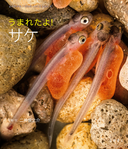 うまれたよ！ サケ