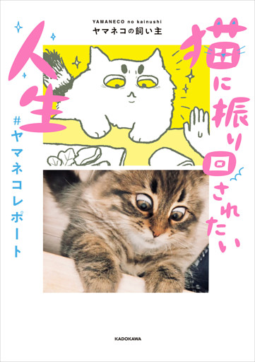 猫に振り回されたい人生　#ヤマネコレポート