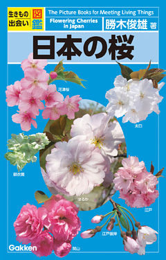 日本の桜