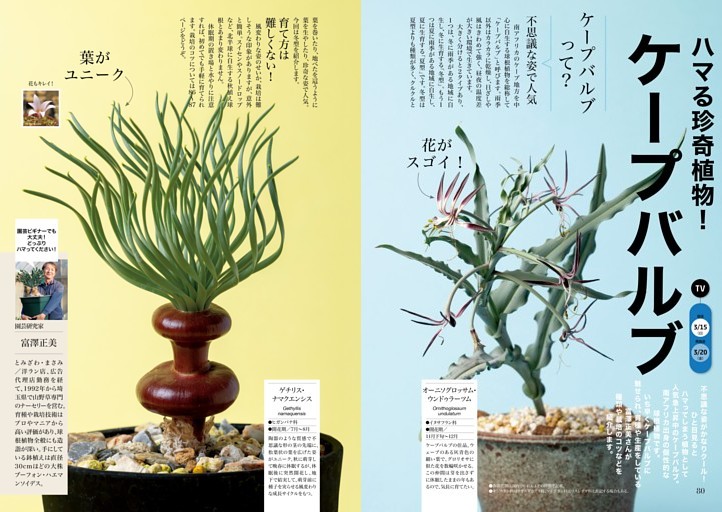 ハマる珍奇植物！ケープバルブ (NHK 趣味の園芸) | dマガジン