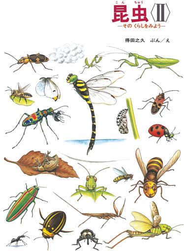 昆虫