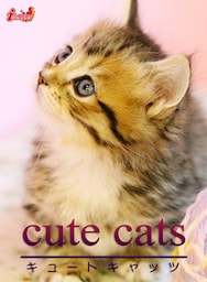 cute cats05 マンチカン