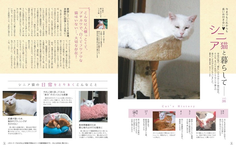 シニア猫と暮らして