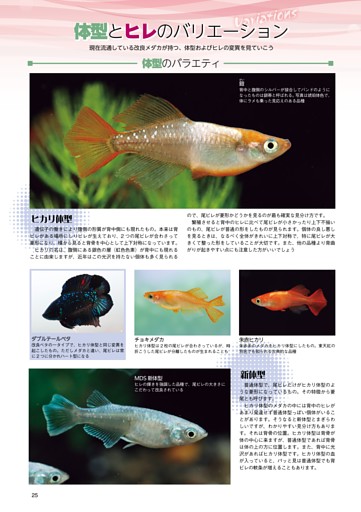 特集　メダカ新生活宣言！／メダカ・徹底分解・体型とヒレのバリエーション