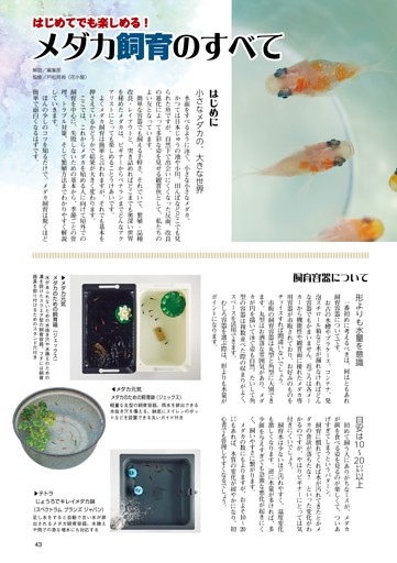 特集　メダカ新生活宣言！／はじめてでも楽しめる　メダカ飼育のすべて
