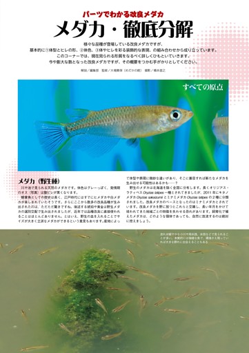 特集　メダカ新生活宣言！／メダカ・徹底分解