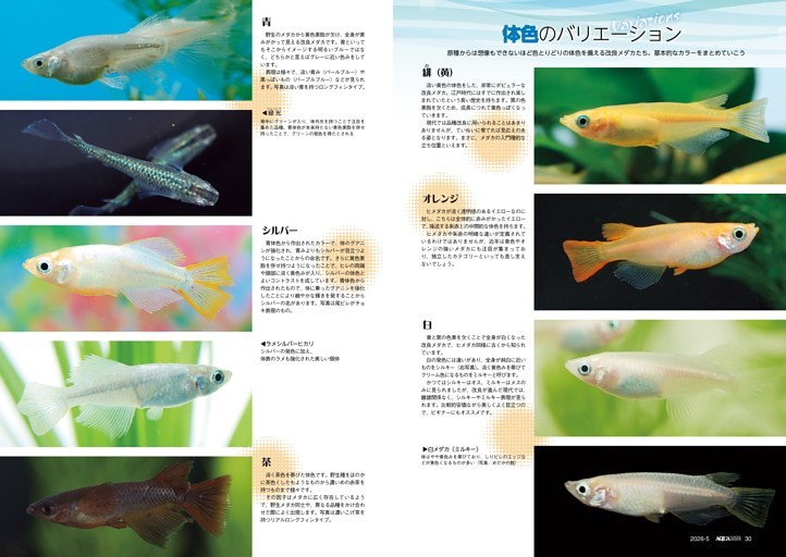 特集　メダカ新生活宣言！／メダカ・徹底分解・体色のバリエーション