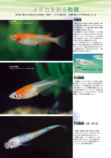 特集　メダカ新生活宣言！／メダカ・徹底分解・メダカを彩る形質