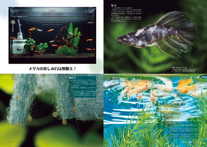 特集　メダカ新生活宣言！／メダカの楽しみ方は無限大！