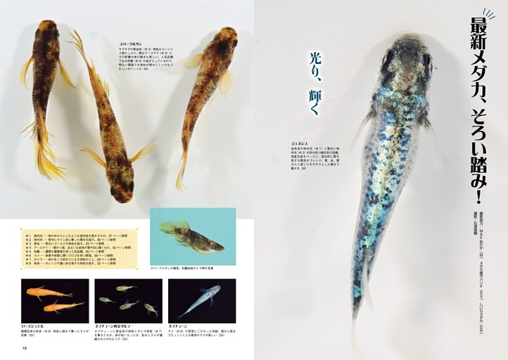 特集　メダカ新生活宣言！／最新メダカ、そろい踏み！
