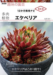 多肉植物　エケべリア