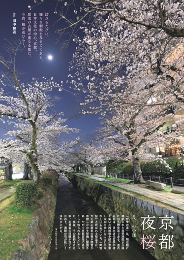 [グラビア]京都夜桜