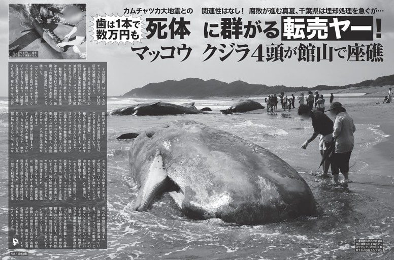 死体に群がる「転売ヤー」！ マッコウクジラ4頭が館山で座礁