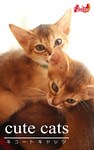 cute cats16 アビシニアン