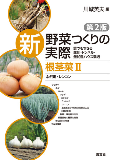 根茎菜Ⅱ　ネギ類・レンコン
