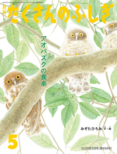アオバズクの食卓（たくさんのふしぎ2026年5月号）