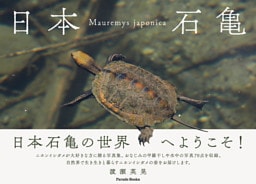 日本石亀