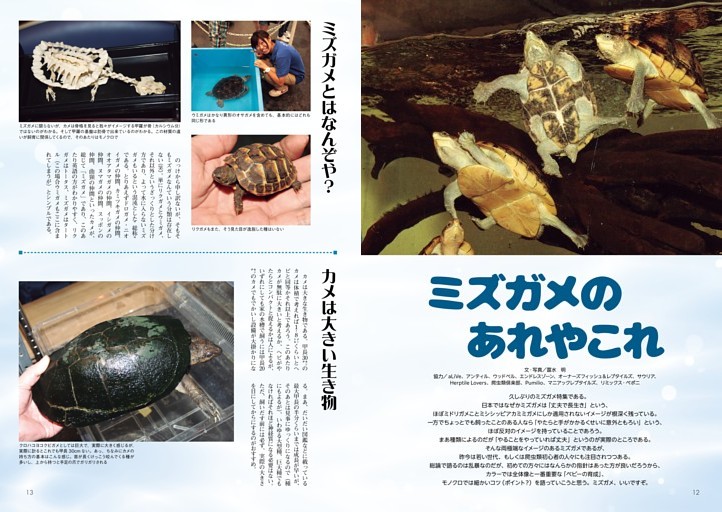 特集　ミズガメのあれやこれ