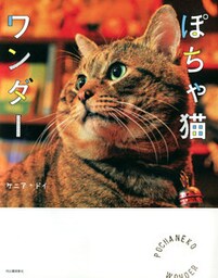 ぽちゃ猫ワンダー