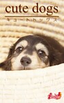 cute dogs22 ダックスフンド