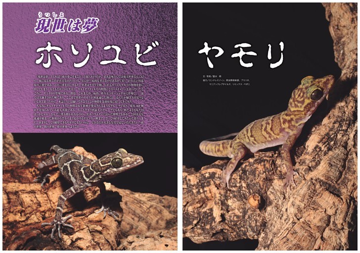 特集　ホソユビヤモリ