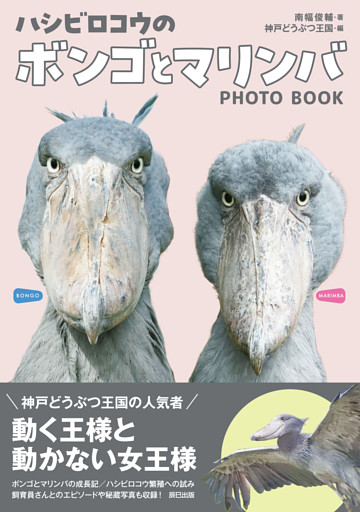 ハシビロコウのボンゴとマリンバ