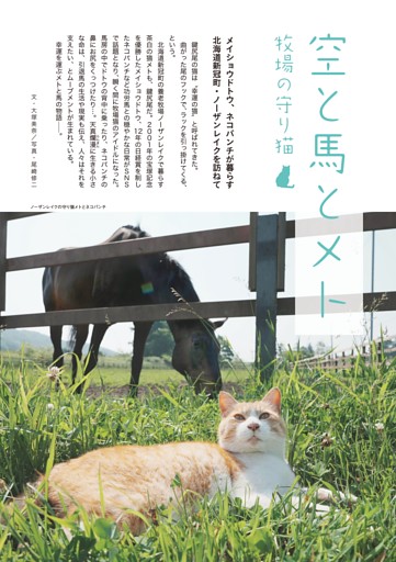 空と馬とメト　牧場の守り猫