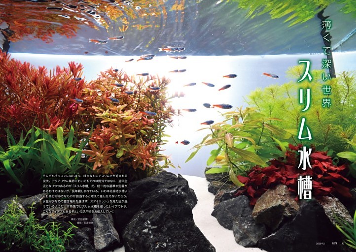 特集 スリム水槽