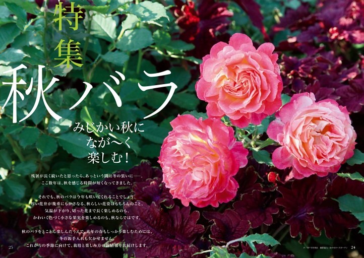 【特集】秋バラ みじかい秋になが〜く楽しむ！