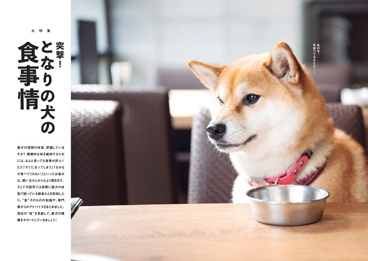突撃！となりの犬の食事情