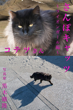さんぽキャッツ　コテツさん　～ライオンガール編～