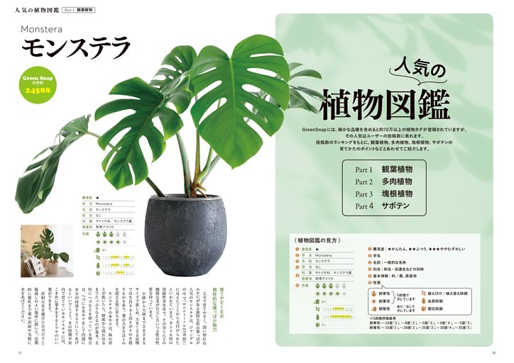 アロマストーンモンステラ&サボテンセット アロマストーンモンステラ&サボテンセット
