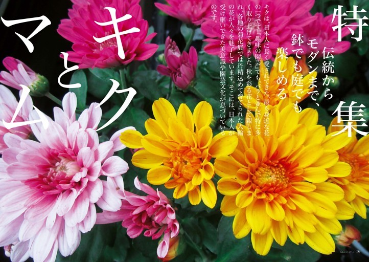 ［特集］キクとマム