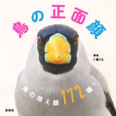 鳥の正面顔