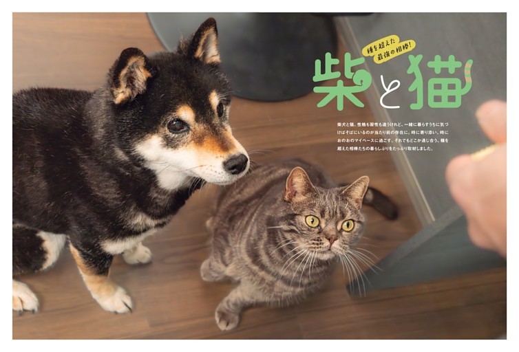 柴と猫