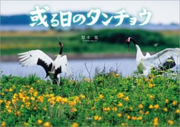 或る日のタンチョウ