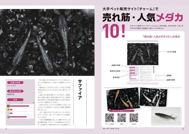 台紙図鑑DX 趣味雑誌 71xGf8SXOyL._UF350,350_QL80_.jpg
