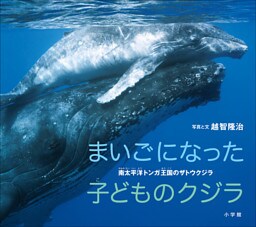 まいごになった子どものクジラ　～南太平洋トンガ王国のザトウクジラ～（小学館の図鑑NEOの科学絵本）