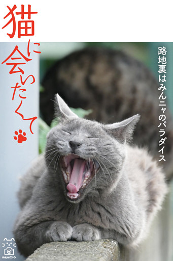 猫に会いたくて 路地裏はみんニャのパラダイス