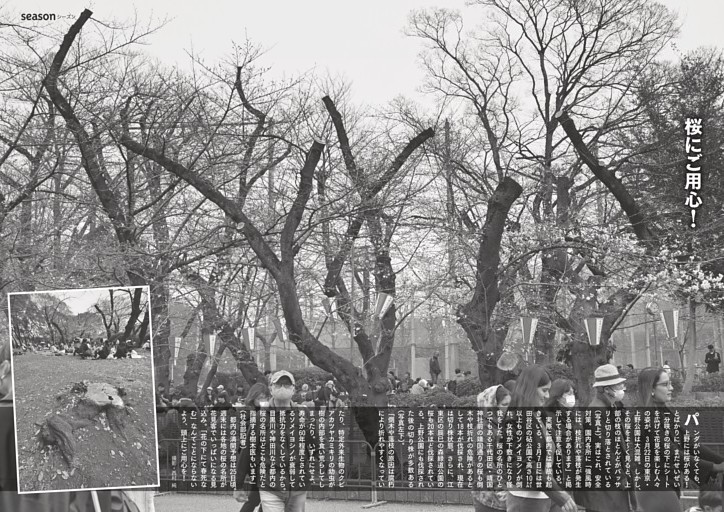 [グラビア]桜にご用心！