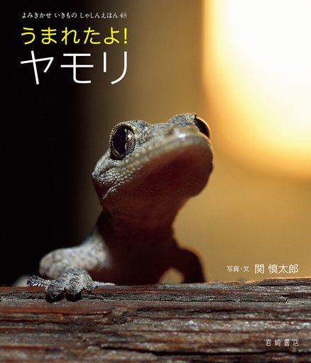 うまれたよ！ ヤモリ