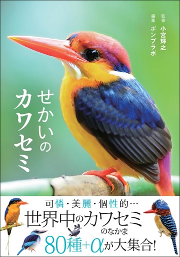 せかいのカワセミ